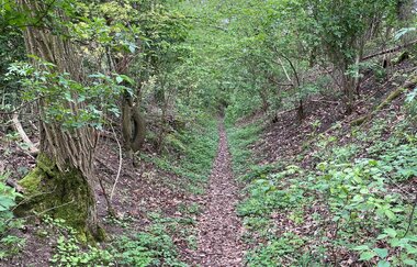 Haberschlachter Rundwanderwege - Heuchelbergweg | © Stadt Brackenheim
