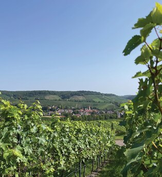 Haberschlachter Rundwanderwege-Rosengartenweg | © Stadt Brackenheim | CP
