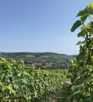 Haberschlachter Rundwanderwege-Rosengartenweg | © Stadt Brackenheim | CP