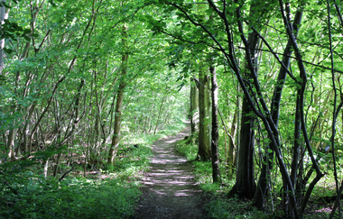 Hammelsgraben-Trail | © Unbekannt