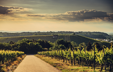 Weinlandschaft am Stockberg | Brackenheim | Zabergäu | HeilbronnerLand | © Touristikgemeinschaft HeilbronnerLand e.V.