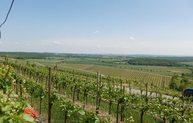 Hohenhaslach-Rundwanderweg | © Stadt Sachsenheim