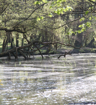 K1 - Kraichtal-Oberöwisheim Familienwanderweg | © Stadtmarketing Kraichtal