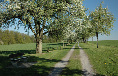 Grenzsteinpfad und Birnbaumallee Kleingartach | Stadt Eppingen | © Stadt Eppingen