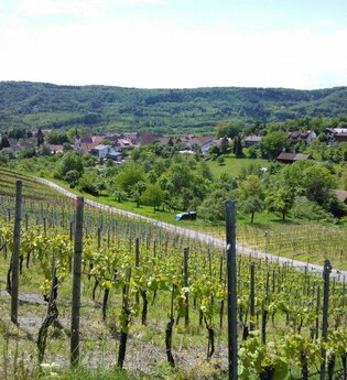 Kulturhistorischer Weinlehrpfad Geigersberg - Ausgezeichnet als Höhepunkt der Weinregion | © Land der 1000 Hügel - Kraichgau-Stromberg