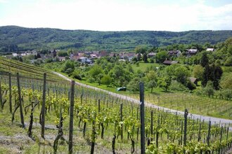 Kulturhistorischer Weinlehrpfad Geigersberg - Ausgezeichnet als Höhepunkt der Weinregion | © Land der 1000 Hügel - Kraichgau-Stromberg