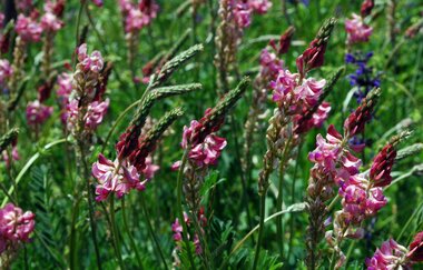 LT 7 Muschelkalk und Orchideen | © Liebliches Taubertal