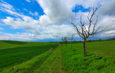 LT 8 - Großrinderfelder Panorama-Tour | © Liebliches Taubertal