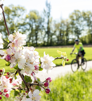 Mandelblüten Gravel-Tour Kraichgau-Stromberg | © Land der 1000 Hügel - Kraichgau-Stromberg