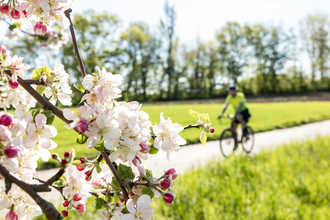 Mandelblüten Gravel-Tour Kraichgau-Stromberg | © Land der 1000 Hügel - Kraichgau-Stromberg