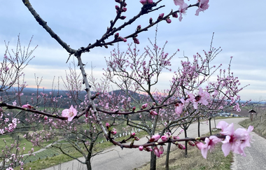 Mandelblüten Gravel-Tour Kraichgau-Stromberg | © Land der 1000 Hügel - Kraichgau-Stromberg