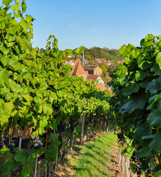 Weinreben im Closterweinberg Maulbronn im Hintergrund das Kloster | © Stadt Maulbronn