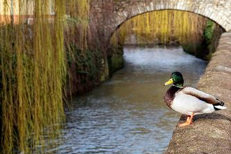 Mühlenspaziergang entlang der Saalbach mit Stadtführer Ralf Freitag