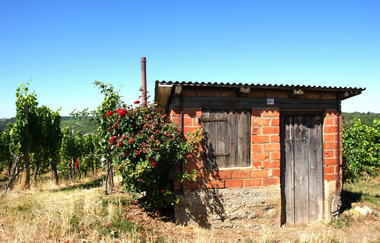 Neckarschleifen-Steillagenrunden: Gemmrigheimer Steillagenrunde | © Land der 1000 Hügel - Kraichgau-Stromberg