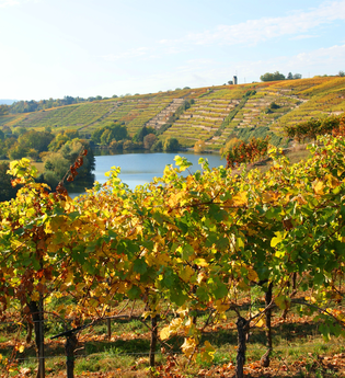Neckarschleifen-Steillagenrunden: Kapellenbergrunde Kirchheim | © Land der 1000 Hügel - Kraichgau-Stromberg