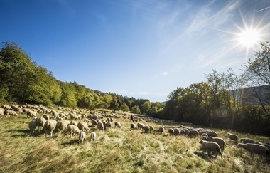 Schafe am Neckarsteig / Odenwald | © Touristikgemeinschaft Odenwald e.V.