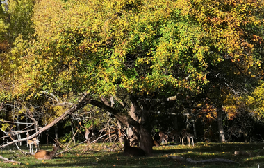 OD2 - Derdinger Horn Tour | © Land der 1000 Hügel - Kraichgau-Stromberg