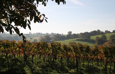 ÖkoRegio Tour Streuobst und Fernblicke NaBu Kraichtal-Bahnbrücken, -Landshausen, -Menzingen (Langroute)