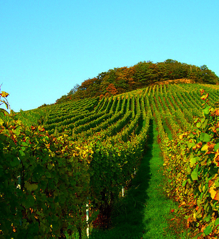 Panorama-Rundwanderweg | © Wandermagazin