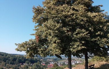 Panoramaweg Kraichbachtal Kraichtal IVV - Besenhex (Langroute) | © Land der 1000 Hügel - Kraichgau-Stromberg