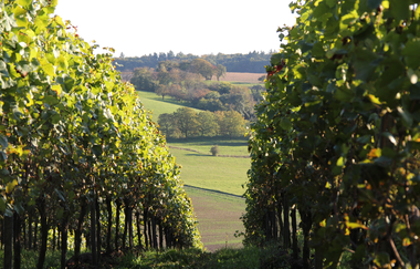 Panoramaweg Kraichbachtal Kraichtal IVV - Besenhex (Langroute) | © Stadtmarketing Kraichtal