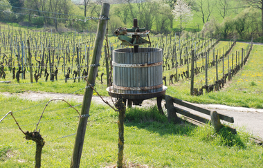 Panoramaweg Kraichbachtal Kraichtal IVV - Besenhex (Langroute) | © Stadtmarketing Kraichtal