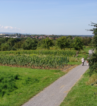 Panoramaweg Mingolsheim | © Land der 1000 Hügel - Kraichgau-Stromberg