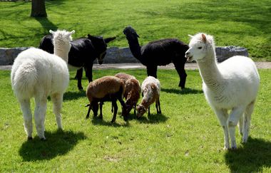 Alpakas und Ziegen auf einer Wiese | © Touristikgemeinschaft Hohenlohe e. V. | Stadt Öhringen