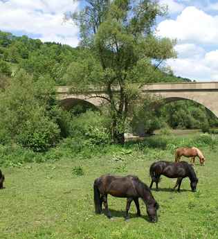 Islandpferde grasen auf einer Wiese bei Hohebach | © Touristikgemeinschaft Hohenlohe e. V. | Gemeinde Dörzbach