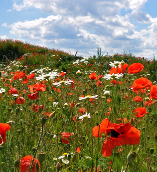 Klatschmohn | © Stadt Sinsheim