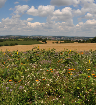 Bild einer Blumenwiese | © Stadt Sinsheim