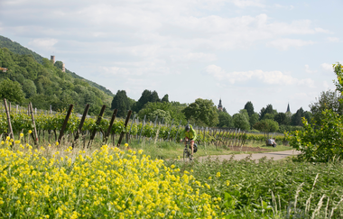 Rundtour Rheinebene - Bergstrasse - Neckartal | © Landratsamt Rhein-Neckar-Kreis