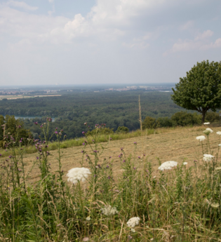 Rundwanderweg 4 - Der "Große Rundweg" auf dem Michaelsberg in Bruchsal-Untergrombach