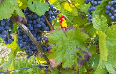 Weinreben | © Neckar-Zaber Tourismus