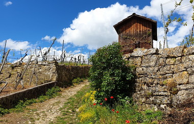 Panoramaweg Hölderlin & Wein | Lauffen am Neckar | HeilbronnerLand | © Stadt Lauffen am Neckar