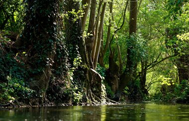 Kaywald im Naturschutzgebiet "Alte Neckarschlinge | Lauffen am Neckar | HeilbronnerLand | © Stadt Lauffen am Neckar