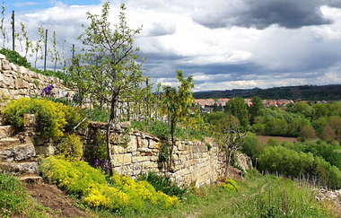 Panoramaweg Hölderlin & Wein | Lauffen am Neckar | HeilbronnerLand | © Stadt Lauffen am Neckar