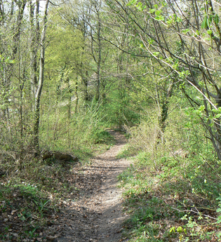SD2 - Sternenfelser Waldrundweg