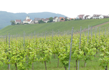 SH2 - Hohenhaslacher Genuss-Weg | © Stadt Sachsenheim