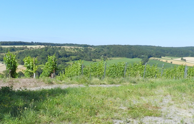 SH4 - Kirbachtaler Grenzgängerweg | © Stadt Sachsenheim