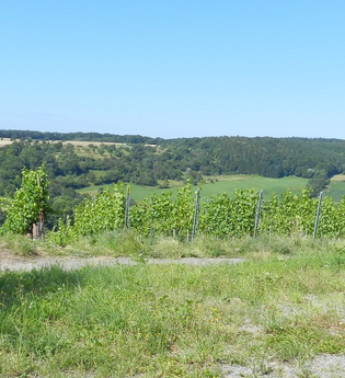 SH5 - Häfnerhaslacher Wald- und Seeweg (große Runde) | © Stadt Sachsenheim