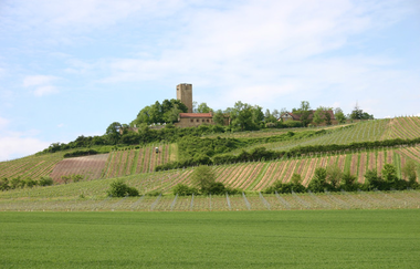 SU2 - Wandern zwischen Wein, Wald und Streuobstwiesen | © Gemeinde Sulzfeld