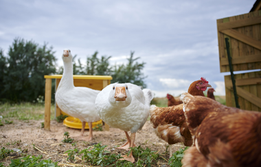 SU2 - Wandern zwischen Wein, Wald und Streuobstwiesen | © Kraichgau-Stromberg Tourismus e.V.