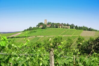 SU2 - Wandern zwischen Wein, Wald und Streuobstwiesen | © Land der 1000 Hügel - Kraichgau-Stromberg