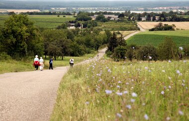 Tour de Spargel | © Bruchsaler Tourismus, Marketing & Veranstaltungs GmbH
