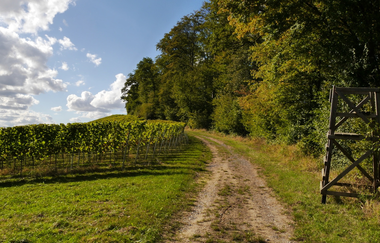Über den Hagenrain zur Ölmühle | © Land der 1000 Hügel - Kraichgau-Stromberg