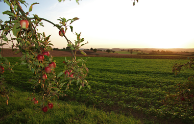 Via Sancti Martini Streckenabschnitt Kraichtal | © Land der 1000 Hügel - Kraichgau-Stromberg