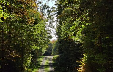 Waldbadepfad Assamstadt | © Liebliches Taubertal