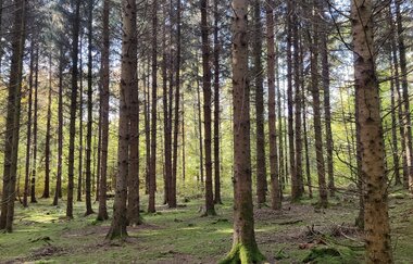 Waldbadepfad Assamstadt | © Liebliches Taubertal