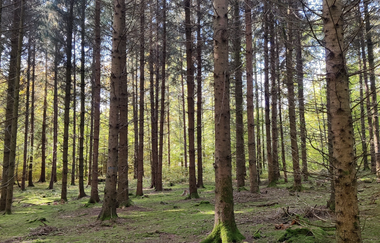 Waldbadepfad Assamstadt | © Liebliches Taubertal